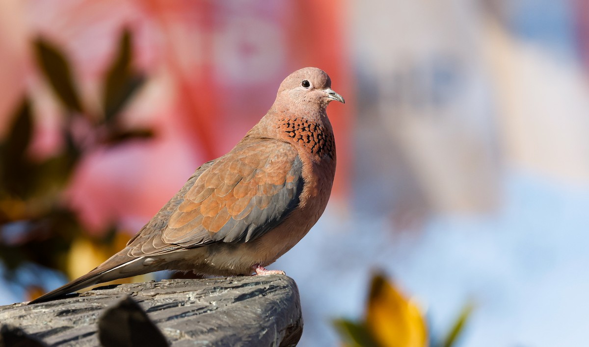 Laughing Dove - Koray Öğreten