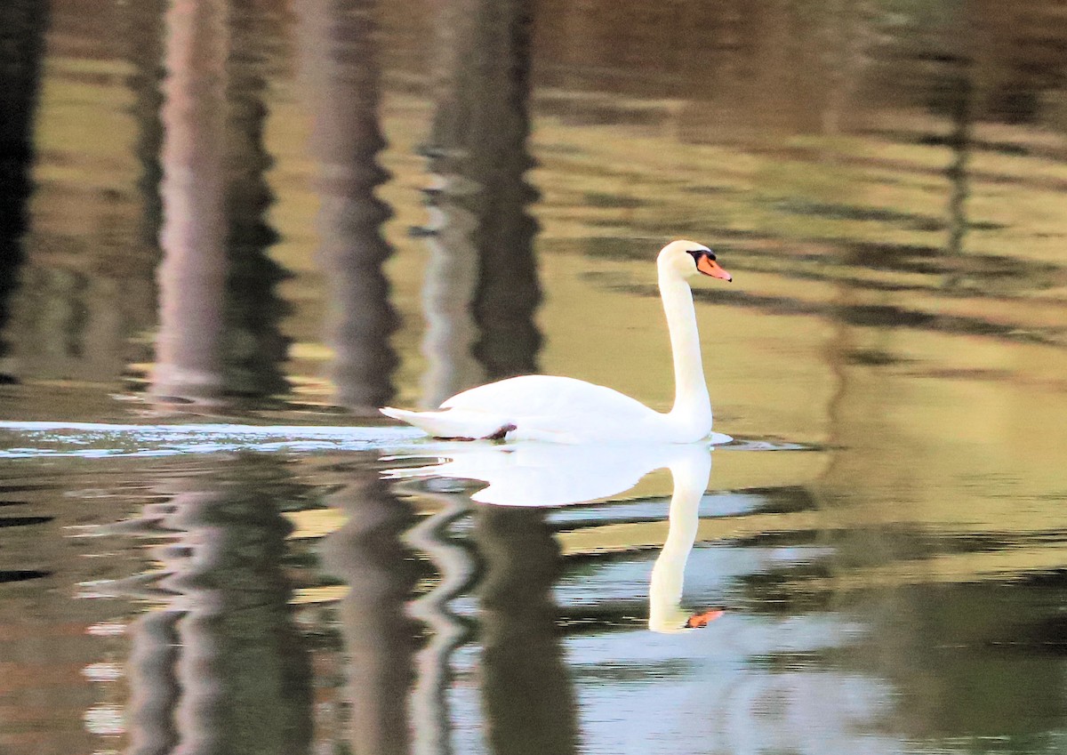 Хуруут хун - ML631319186