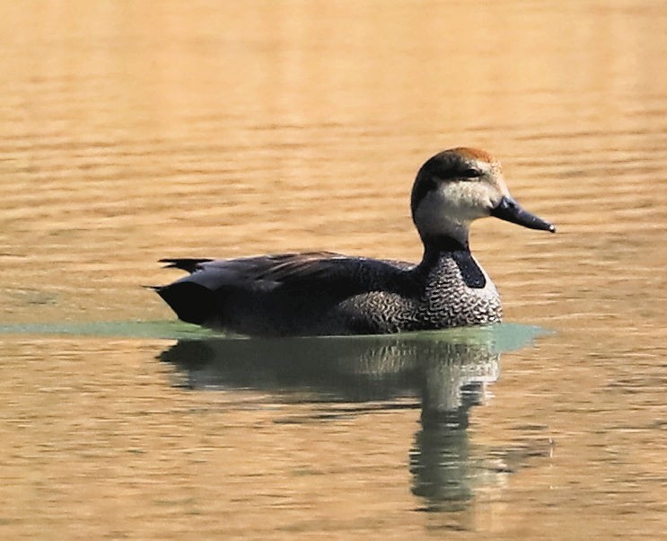 Бор нугас - ML631319209