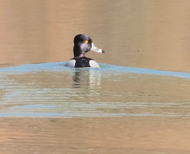 Ring-necked Duck - ML631319226