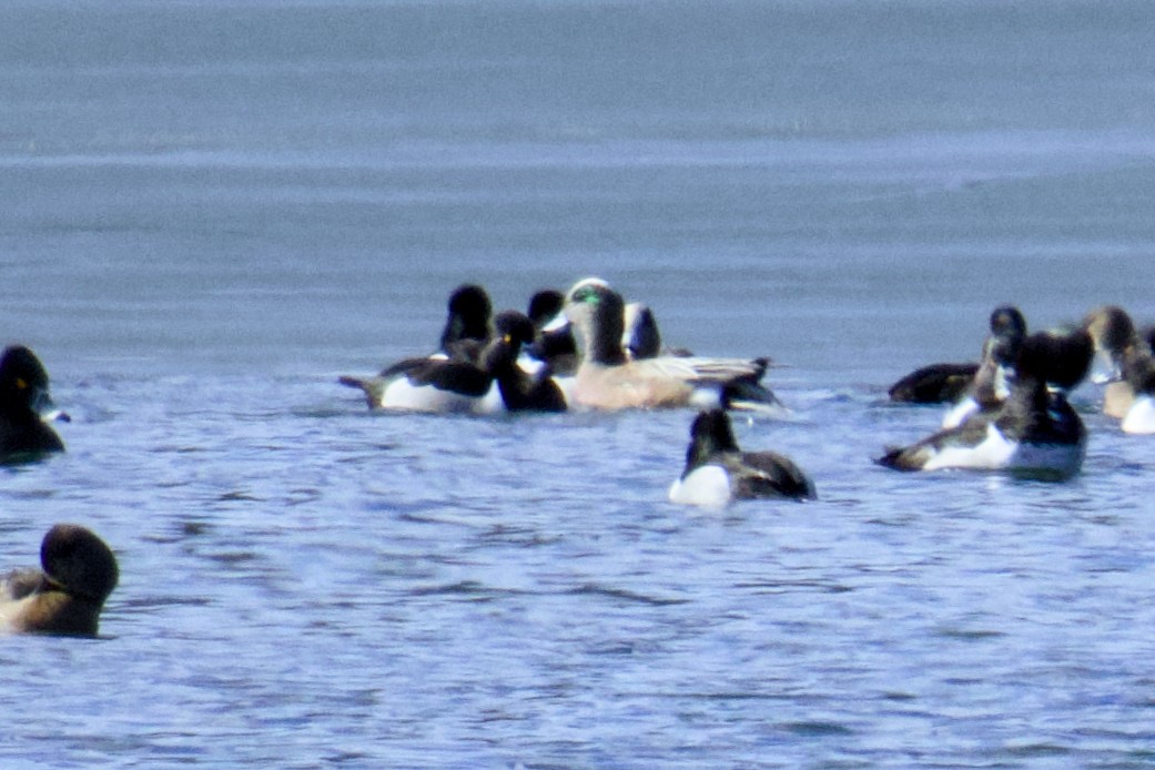 American Wigeon - ML631319245