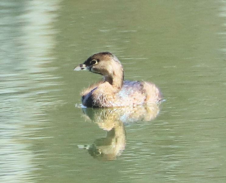 Pied-billed Grebe - ML631319269