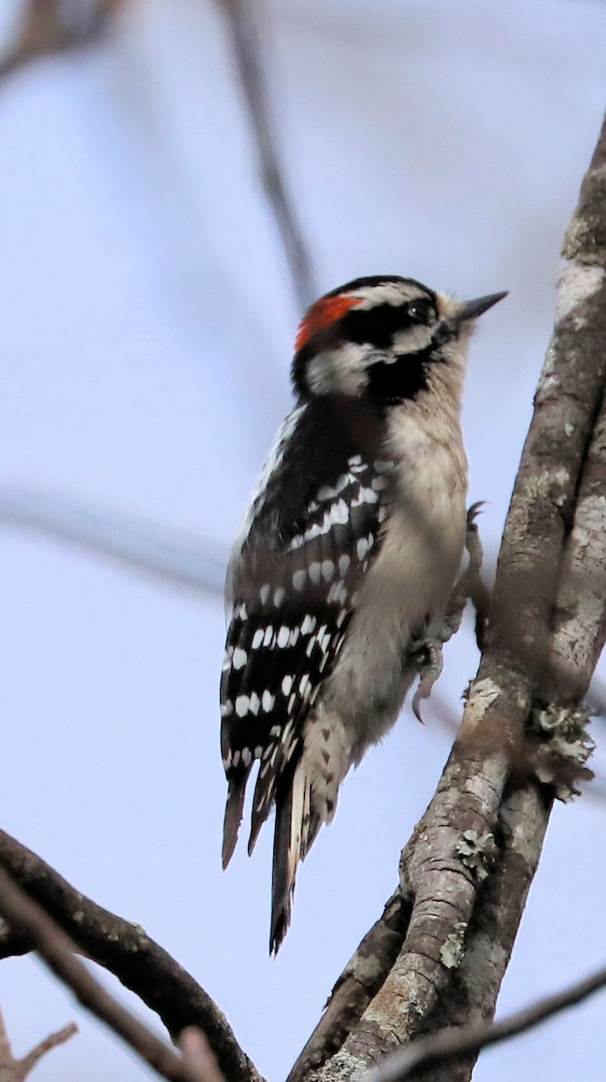 Downy Woodpecker - ML631319304