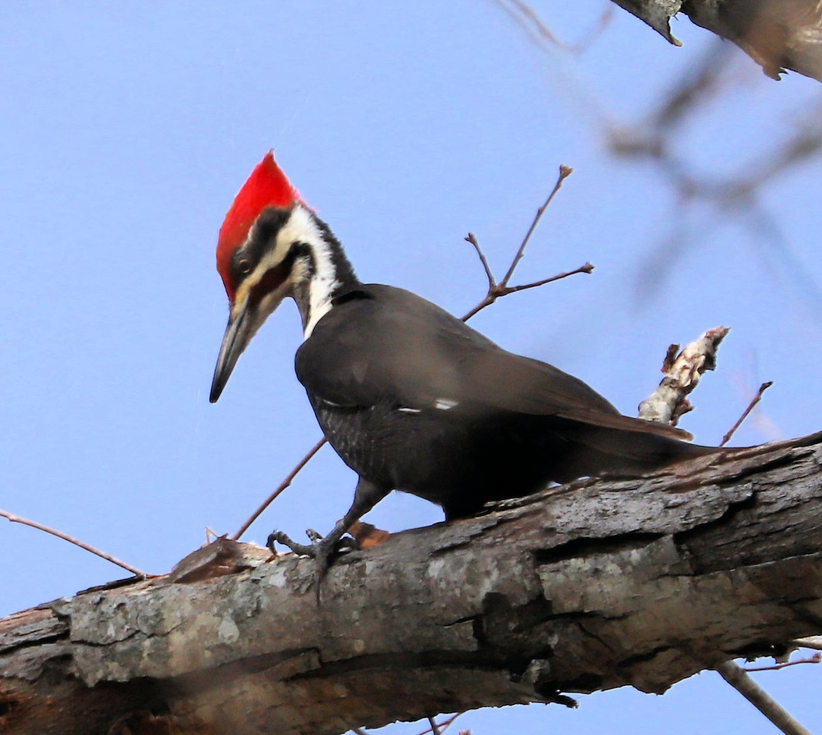 Pileated Woodpecker - ML631319327