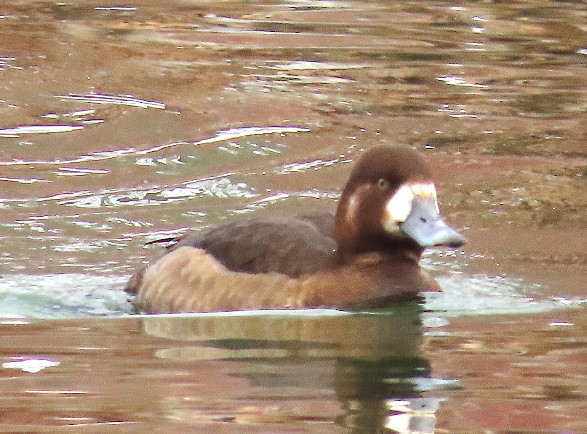 bergand - ML631319427