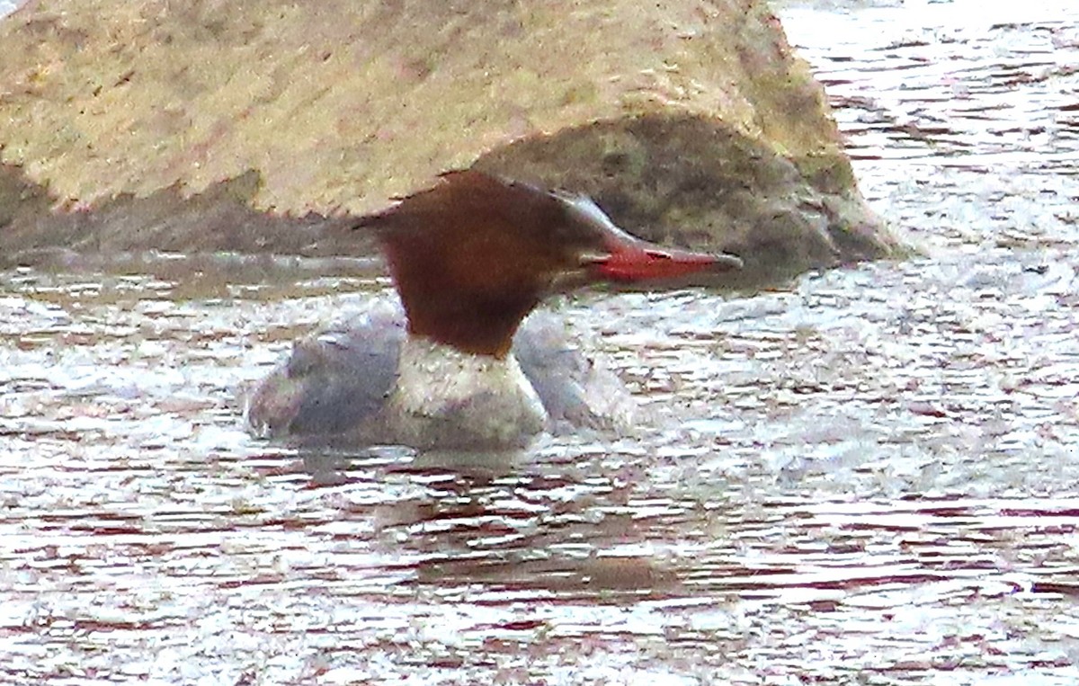 laksand - ML631319438