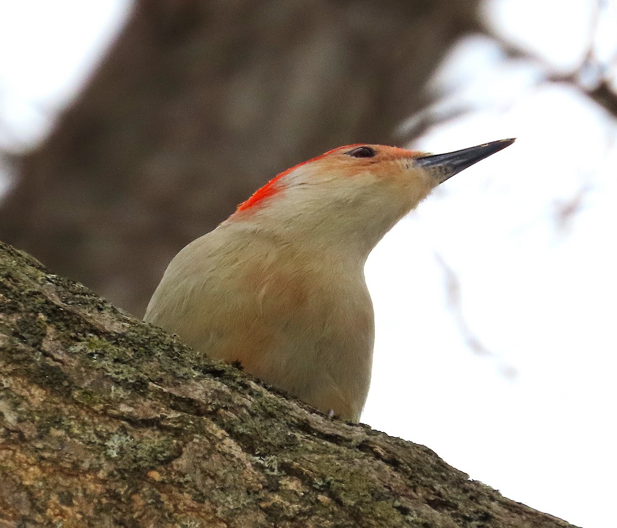 lundspett - ML631319450