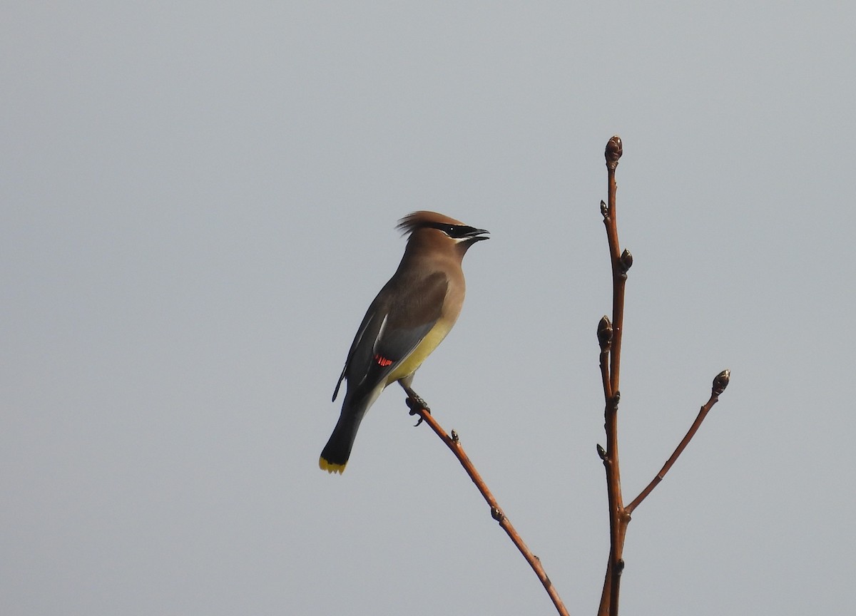 Cedar Waxwing - ML631319563
