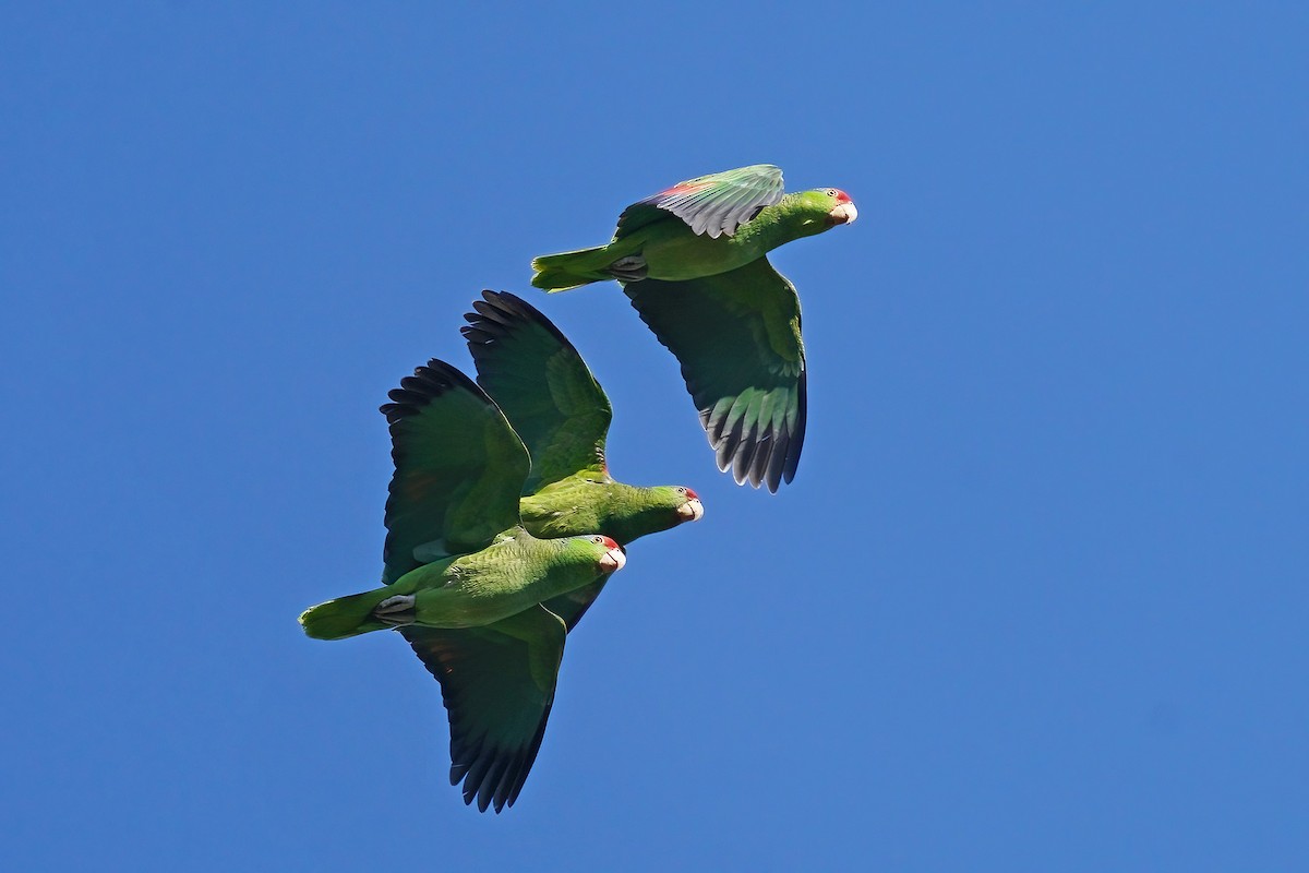 amazoňan zelenolící - ML631319600