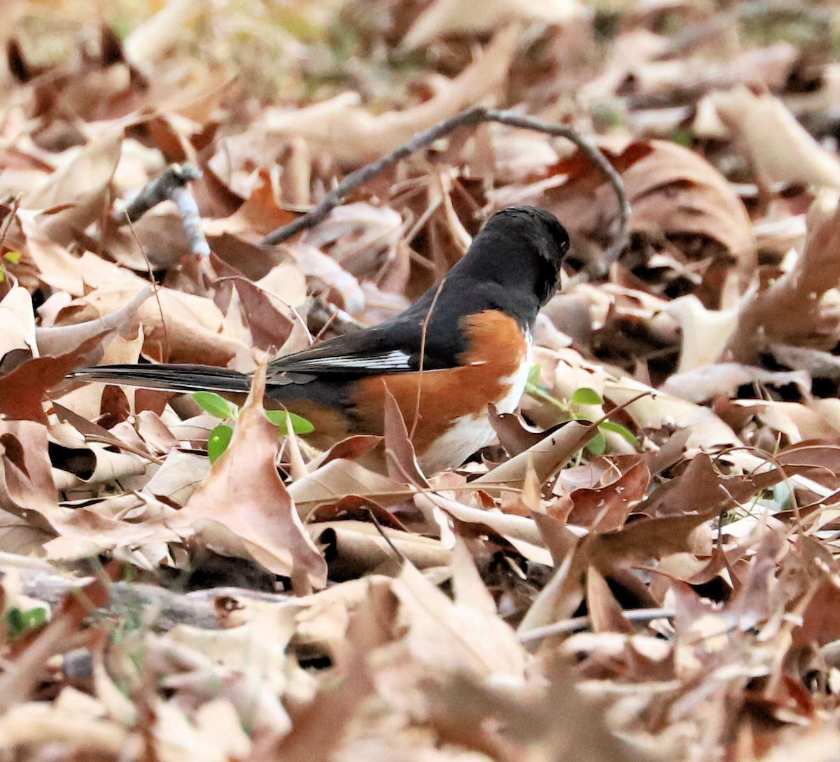 Eastern Towhee - ML631319627