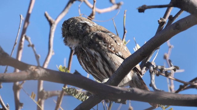 Ferruginous Pygmy-Owl - ML631319794