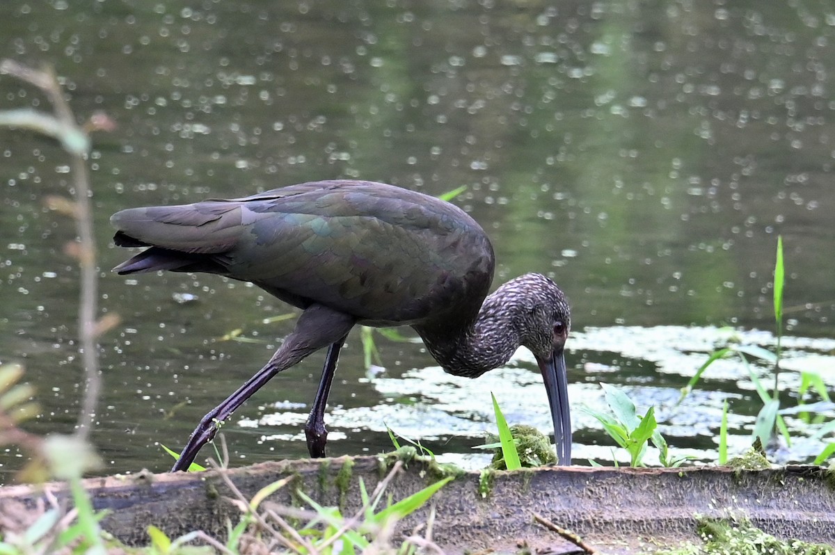 White-faced Ibis - ML631319875