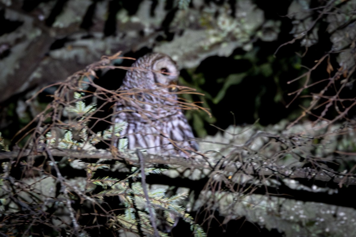 Cinereous Owl - ML631320584