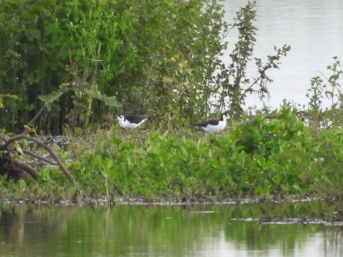 Black-necked Stilt - ML631320595
