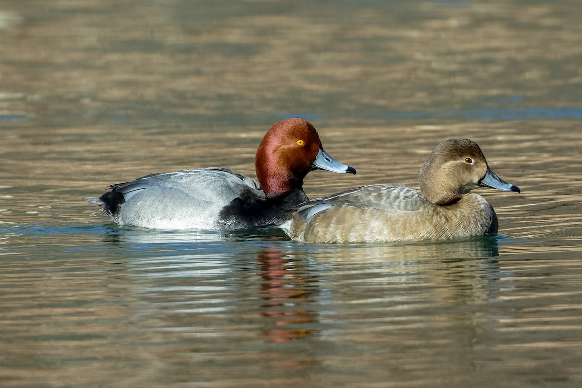 Redhead - ML631320636