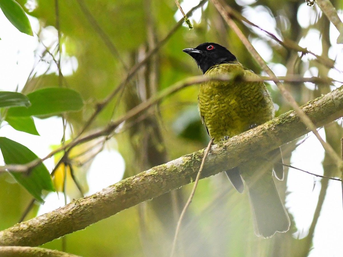 Black-headed Berryeater - ML631320983