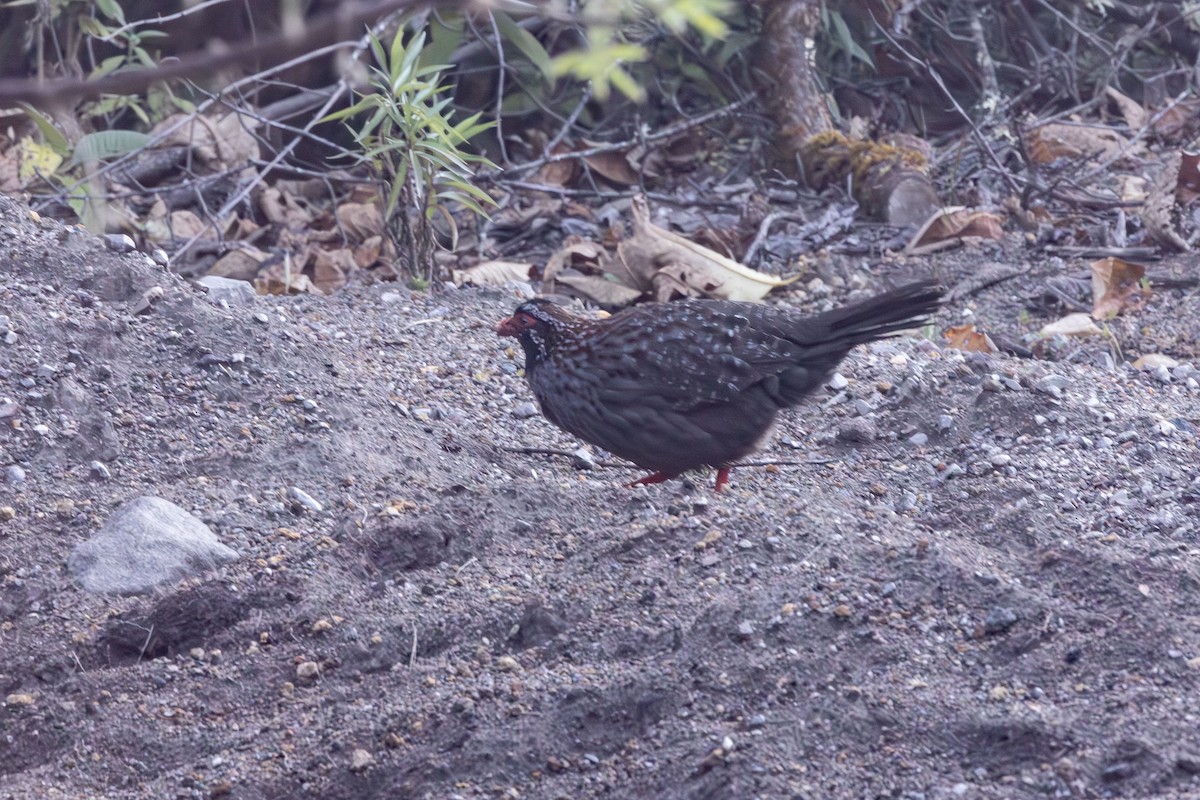 Long-tailed Wood-Partridge - ML631320992