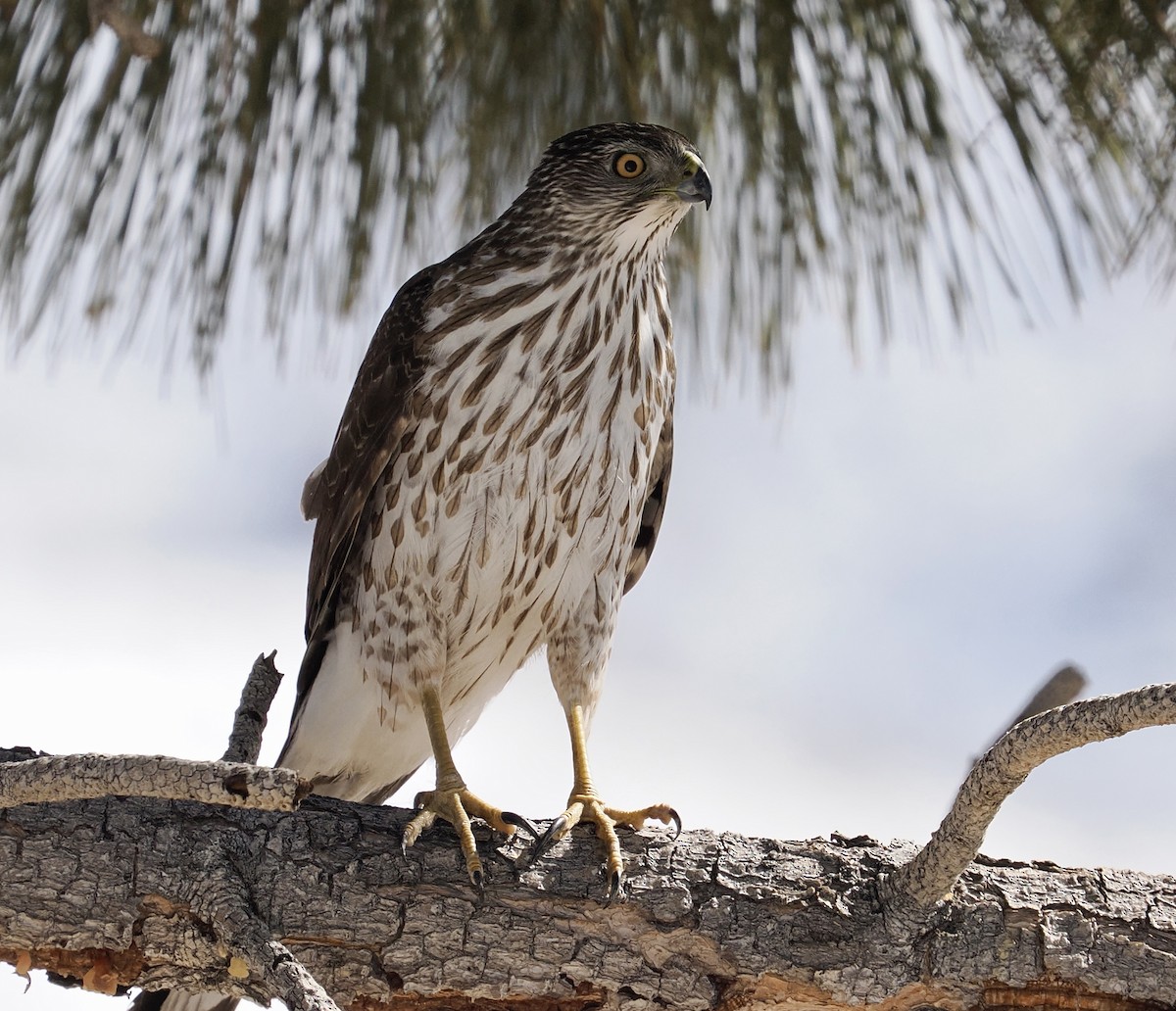 Cooper's Hawk - ML631321044