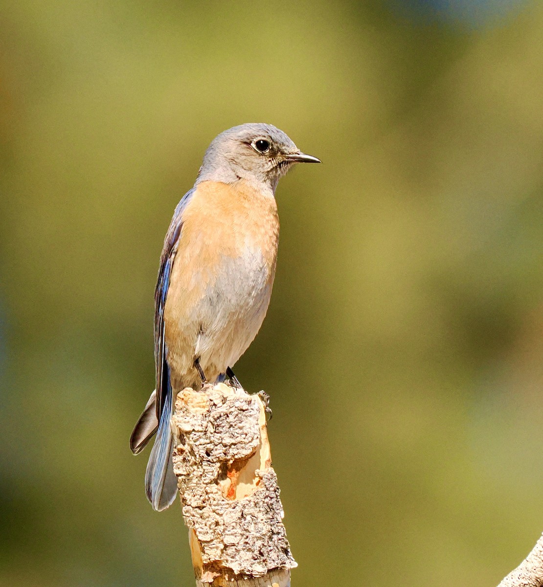Western Bluebird - ML631321053