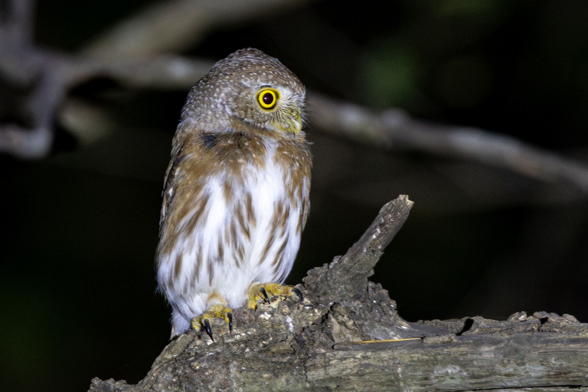 Colima Pygmy-Owl - ML631321115