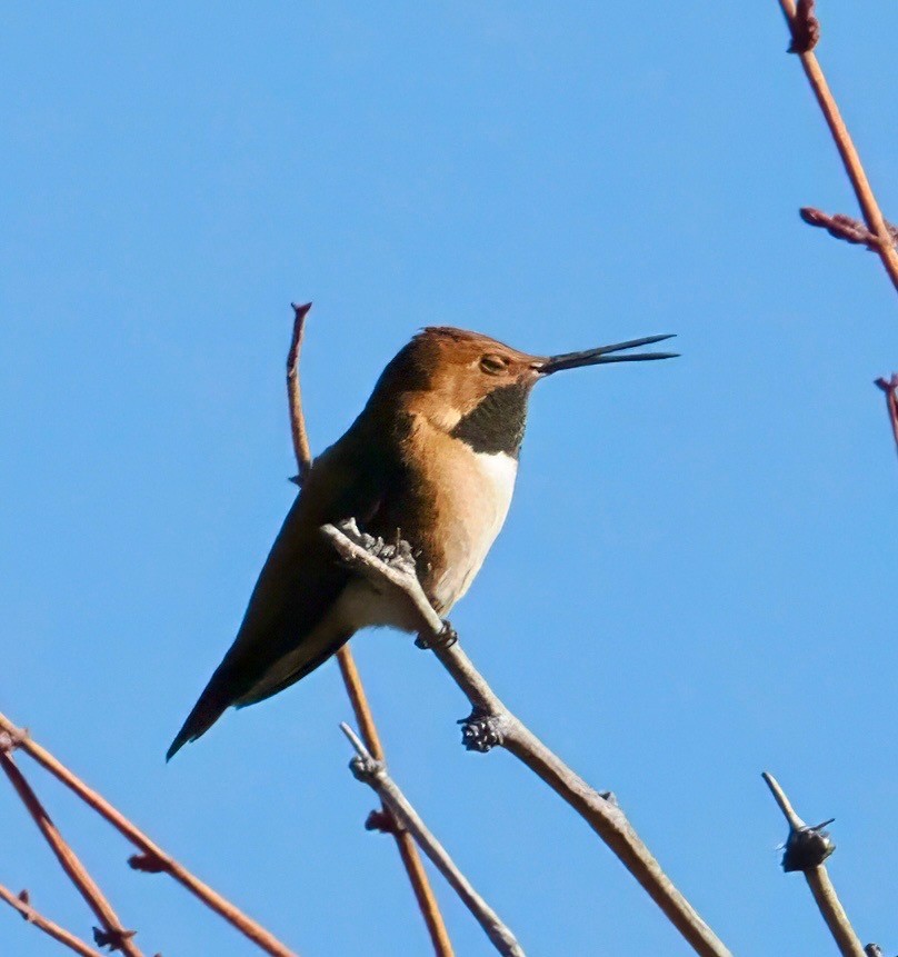 Rufous Hummingbird - ML631321185