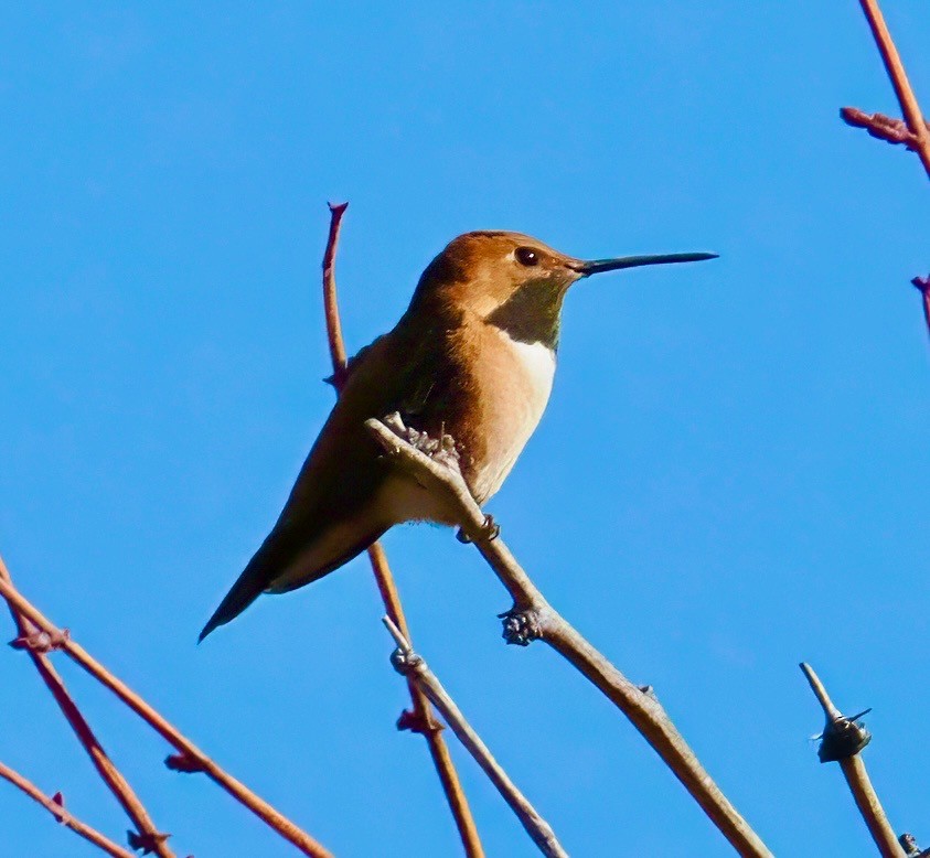 Rufous Hummingbird - ML631321186