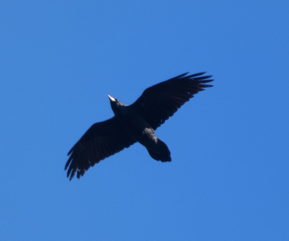 ravn - ML631321220