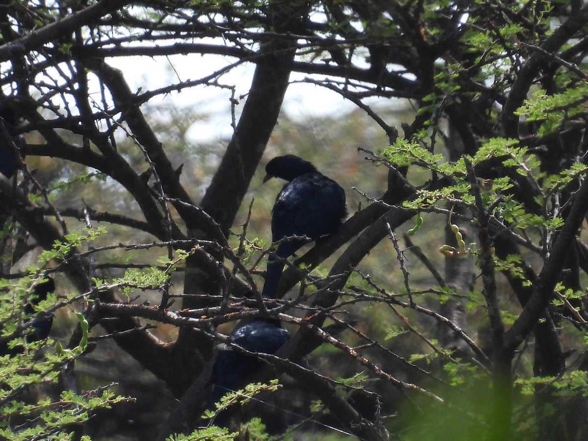 Bristle-crowned Starling - ML631321307