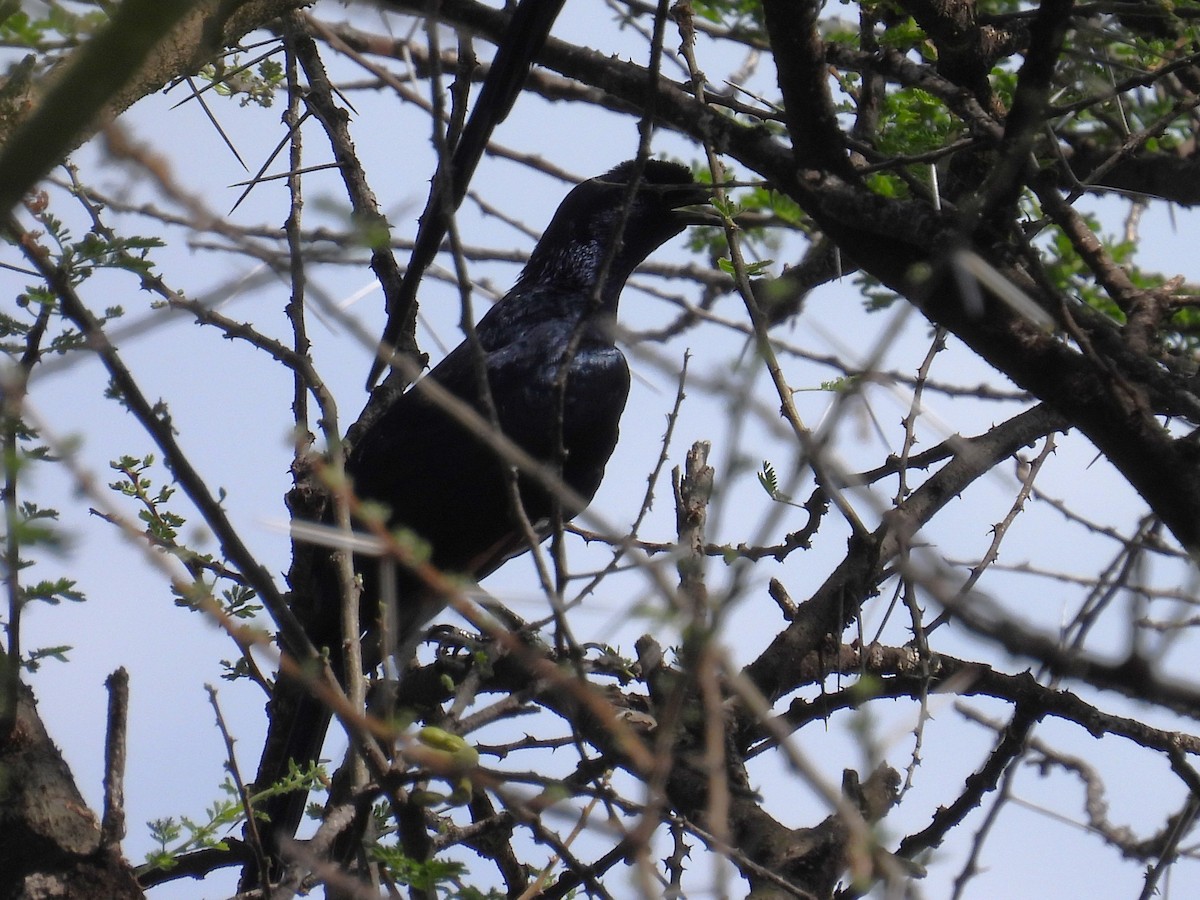 Bristle-crowned Starling - ML631321308