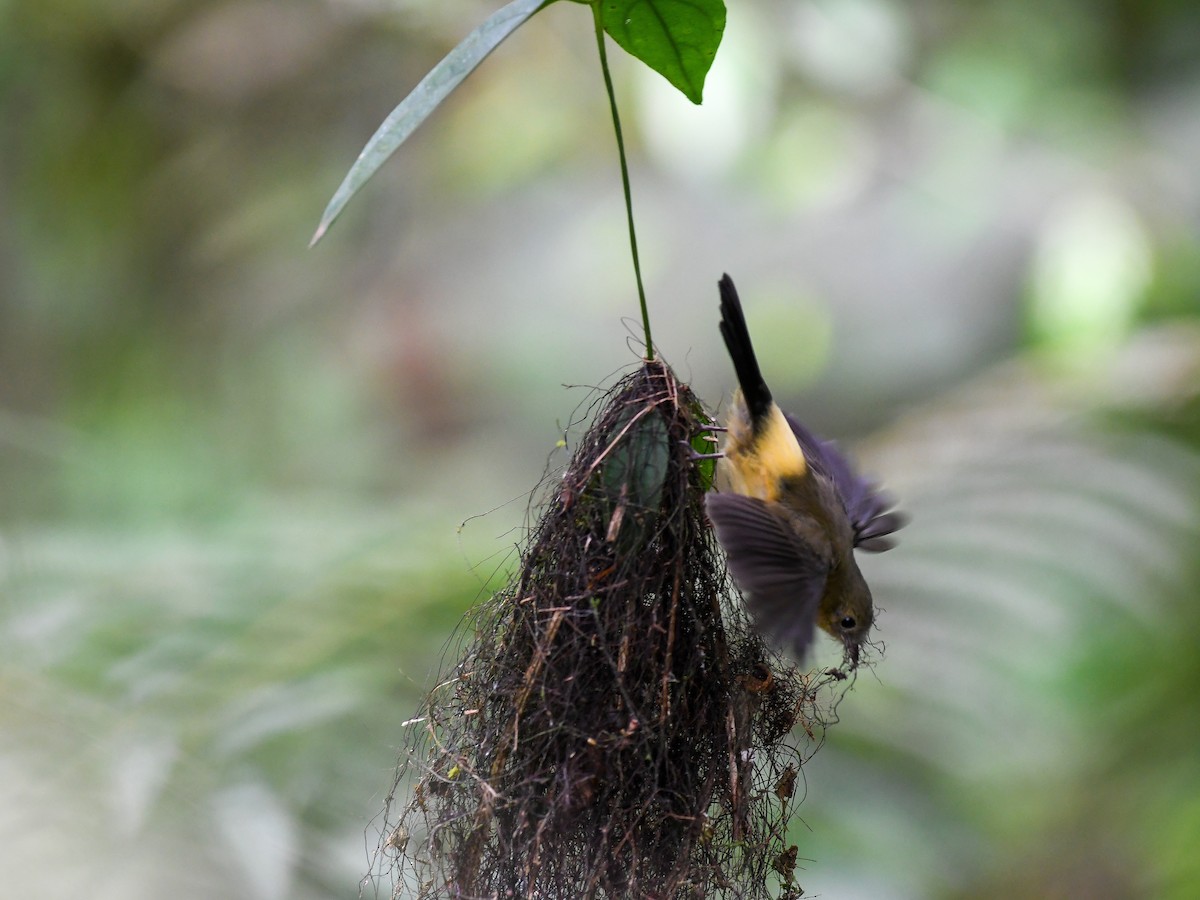 Black-tailed Flycatcher - ML631321392