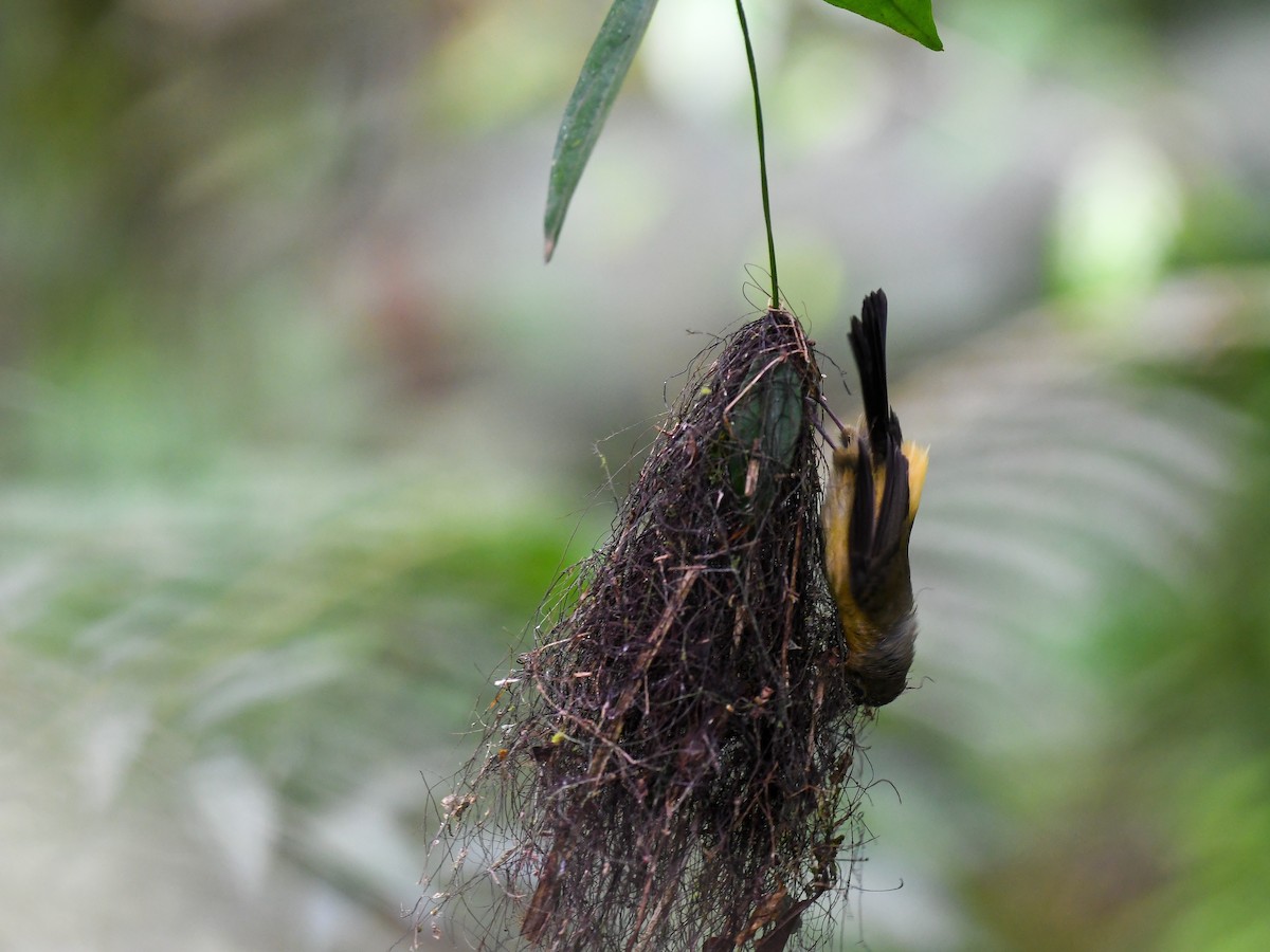Black-tailed Flycatcher - ML631321394