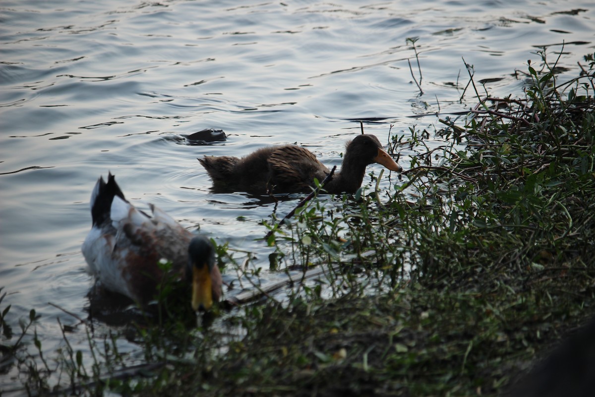 Тэжээмэл нугас - ML631321495