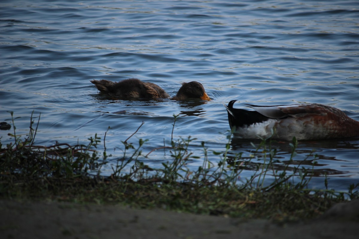 Тэжээмэл нугас - ML631321524