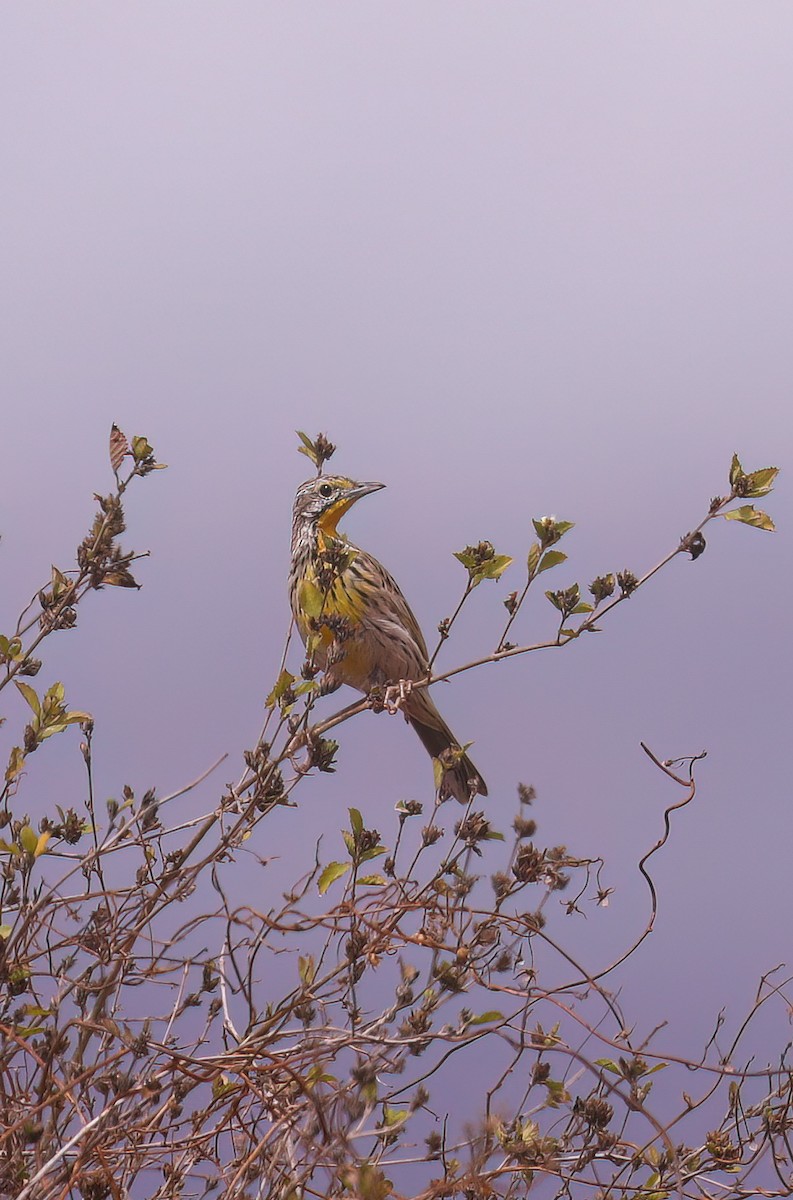 Pangani Longclaw - ML631321750