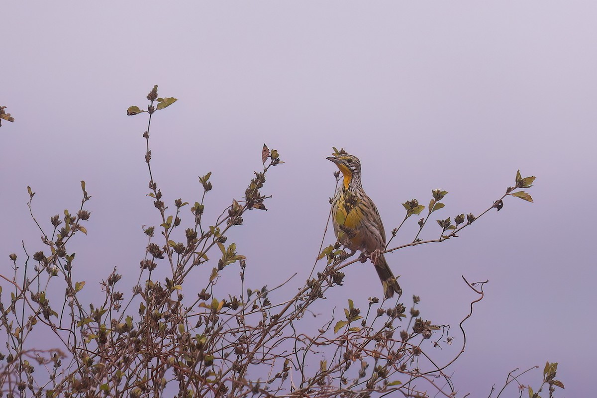 Pangani Longclaw - ML631321751