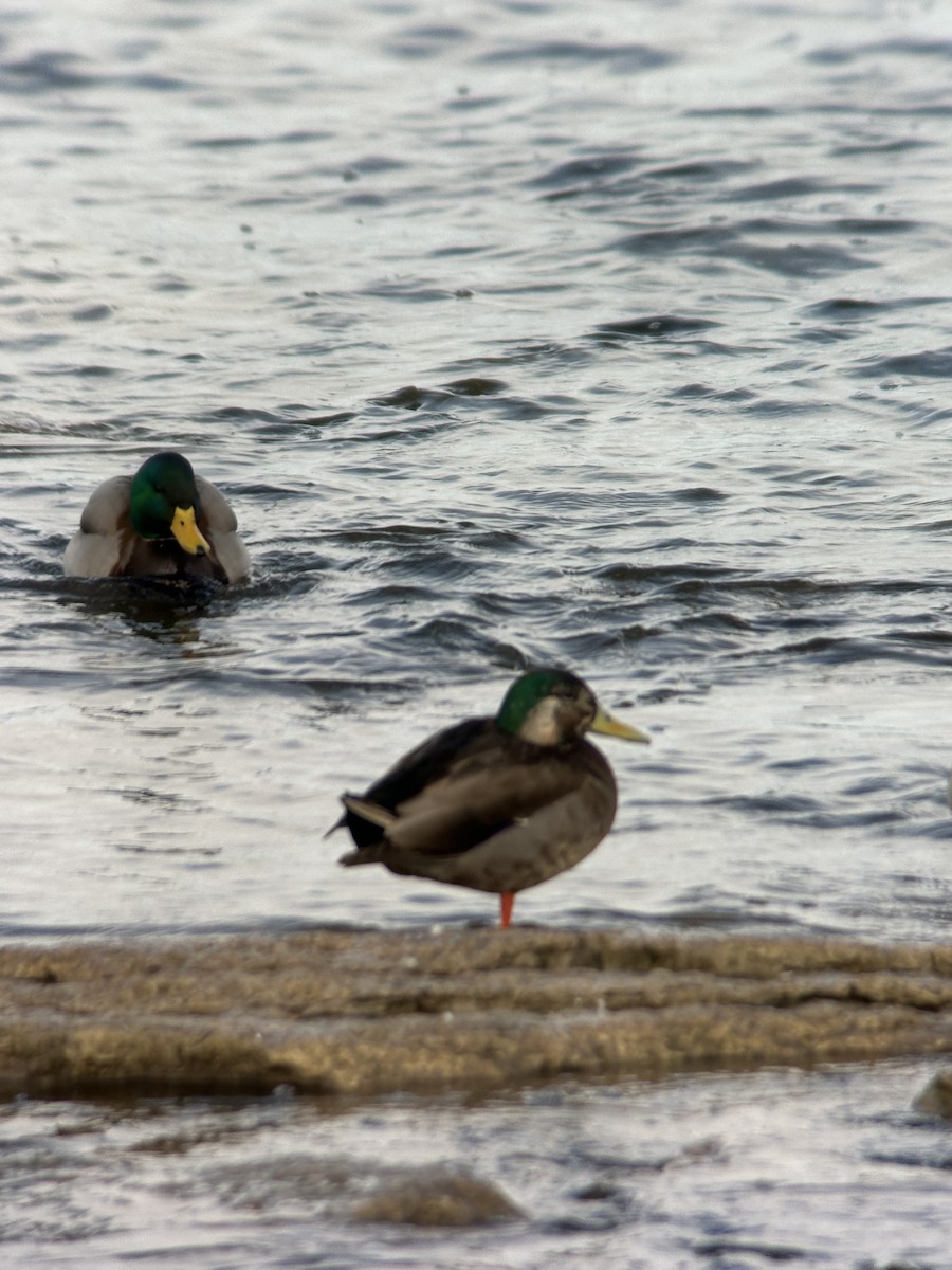 Mallard x American Black Duck (hybrid) - ML631322038