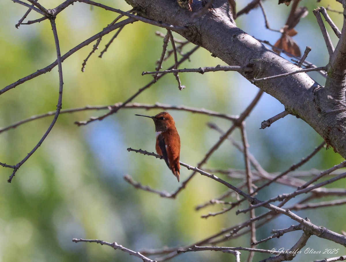 Rufous Hummingbird - ML631322078