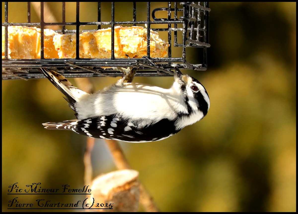 Downy Woodpecker - ML631322121