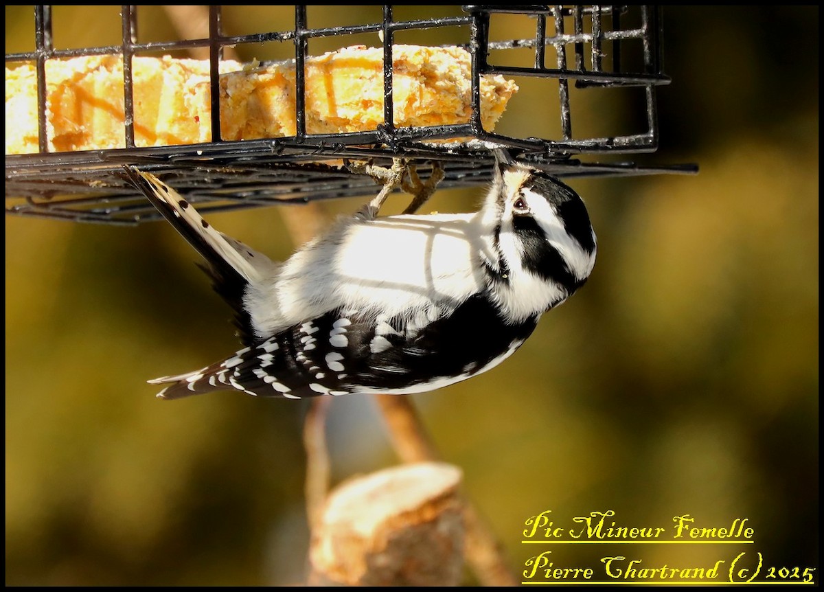 Downy Woodpecker - ML631322122