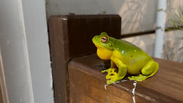 Orange-eyed Tree Frog - ML631322216