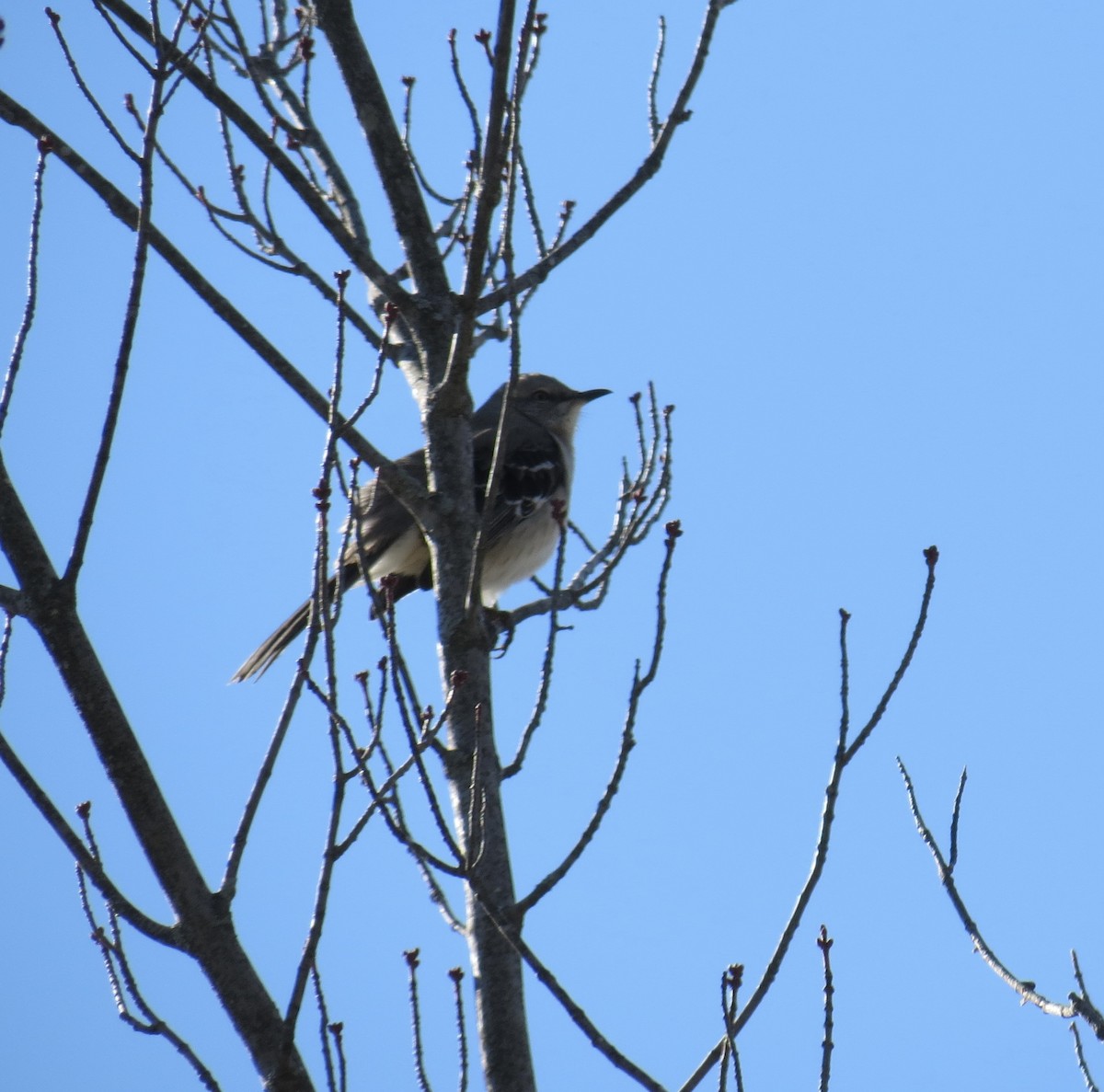 Northern Mockingbird - ML631322328
