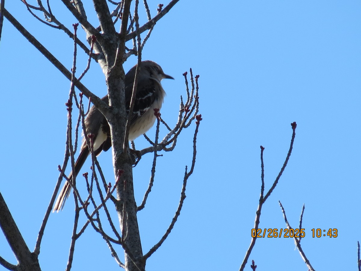 Northern Mockingbird - ML631322329
