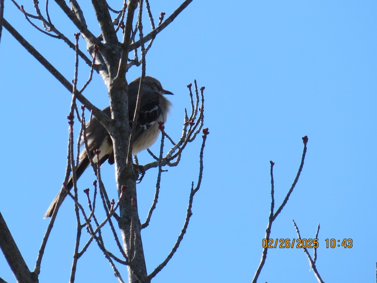Northern Mockingbird - ML631322330