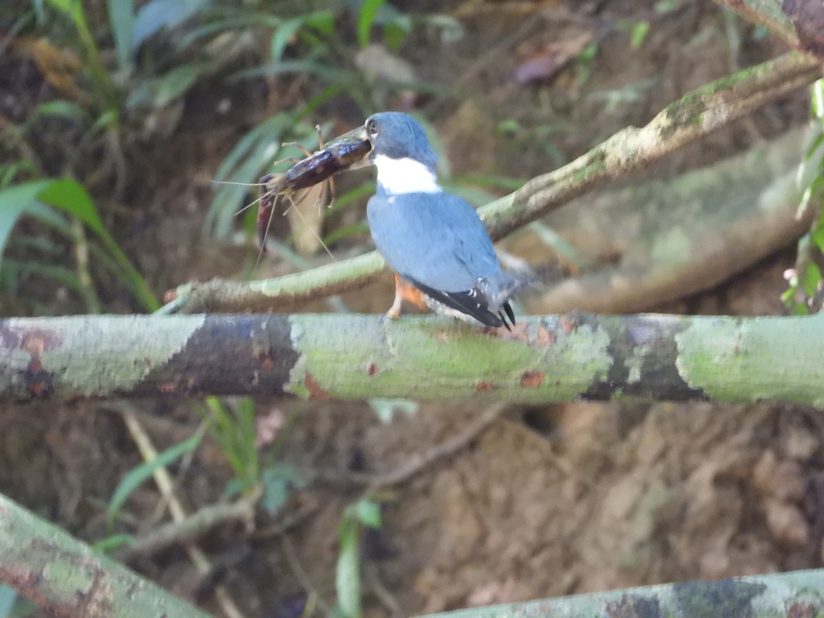 Ringed Kingfisher - ML631322649