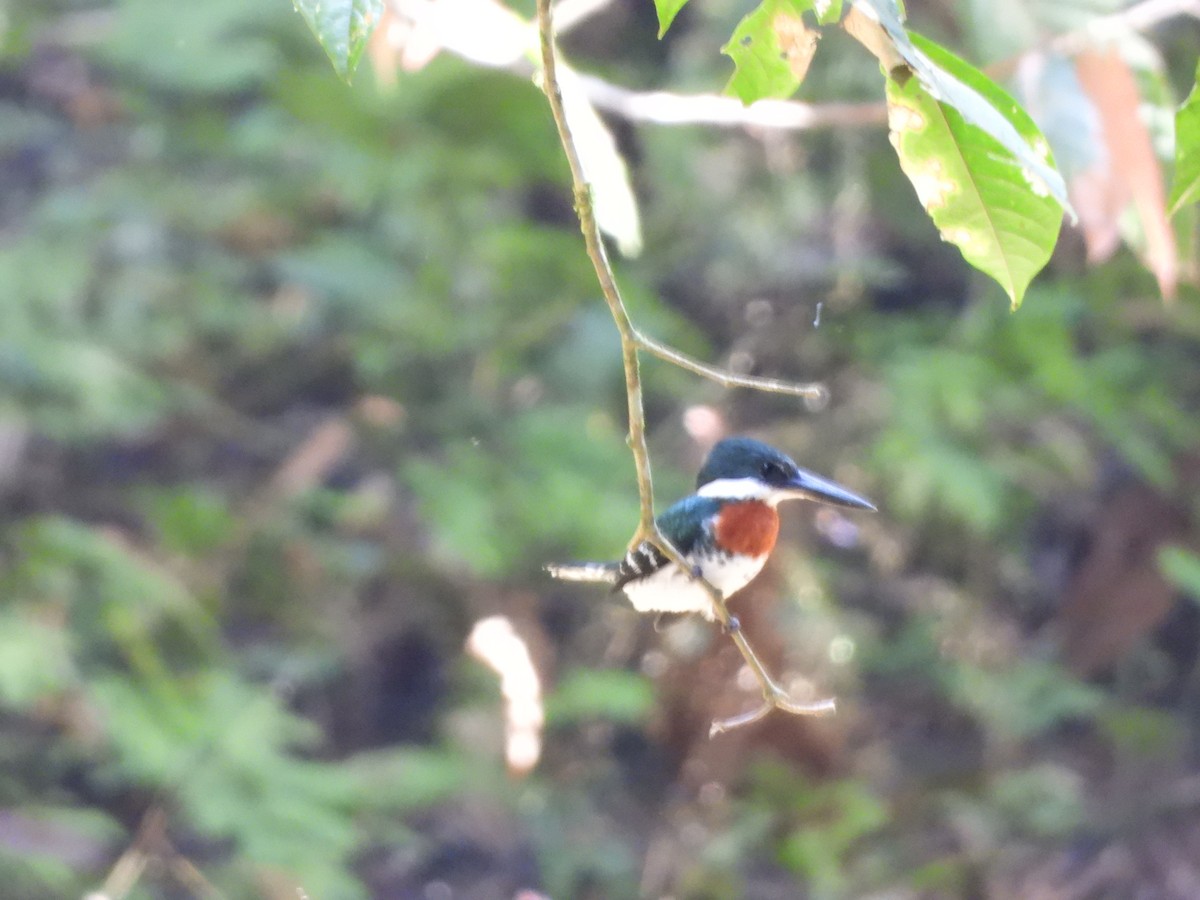 Green Kingfisher - ML631322749