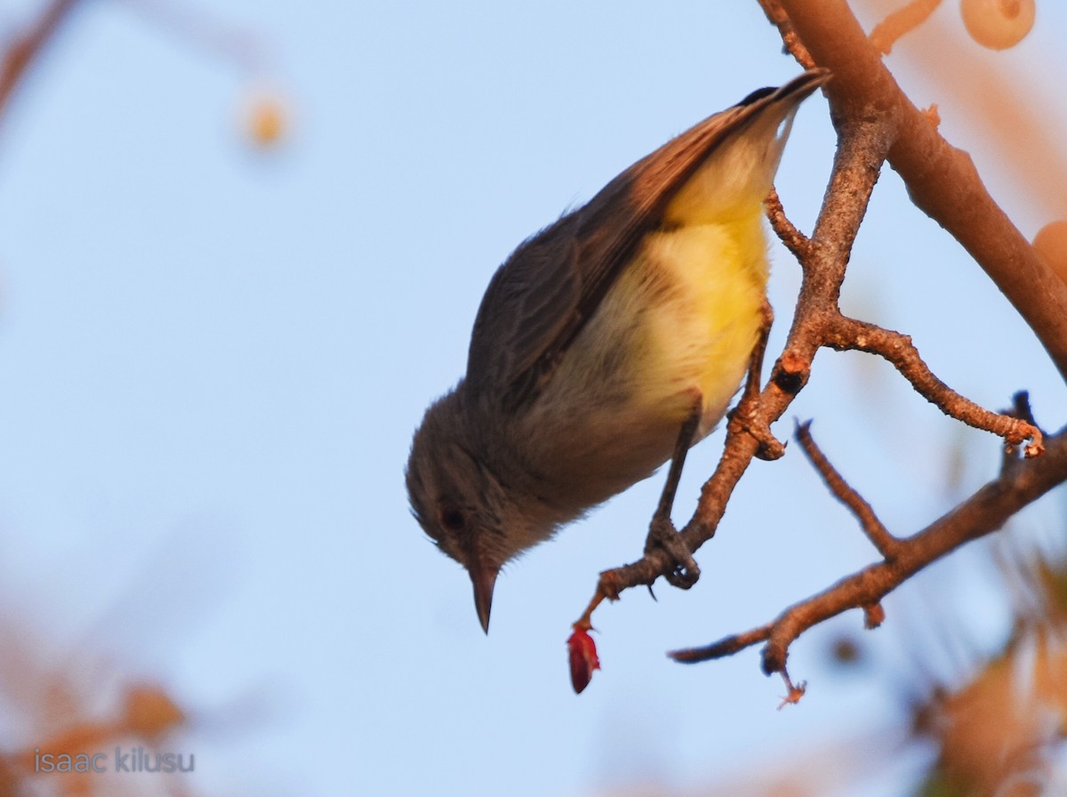 Yellow-vented Eremomela - ML631322755