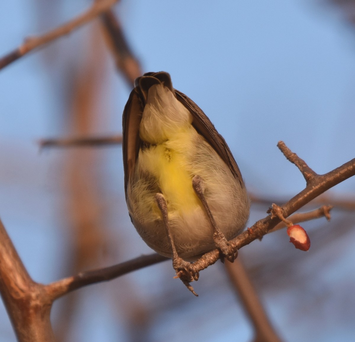 Yellow-vented Eremomela - ML631322756