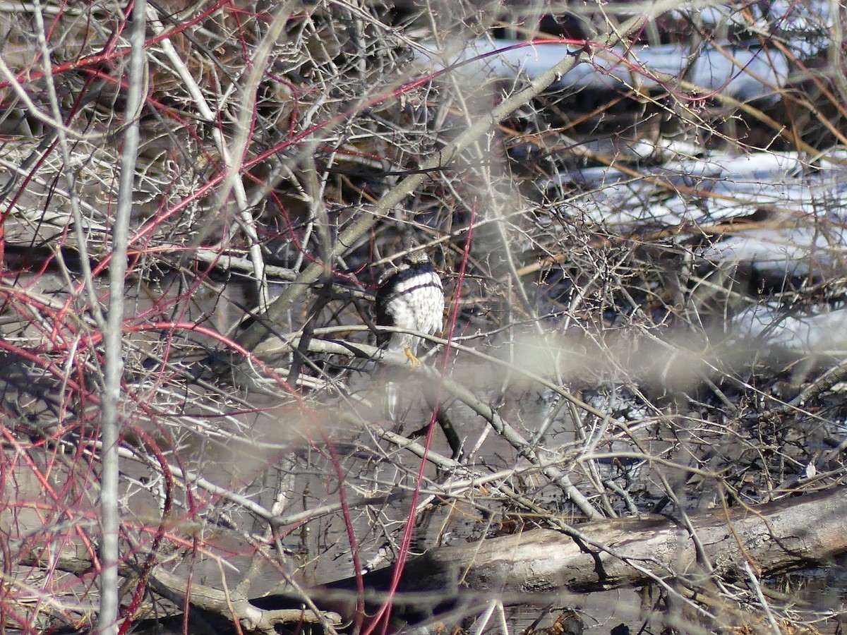 Sharp-shinned Hawk - ML631322853