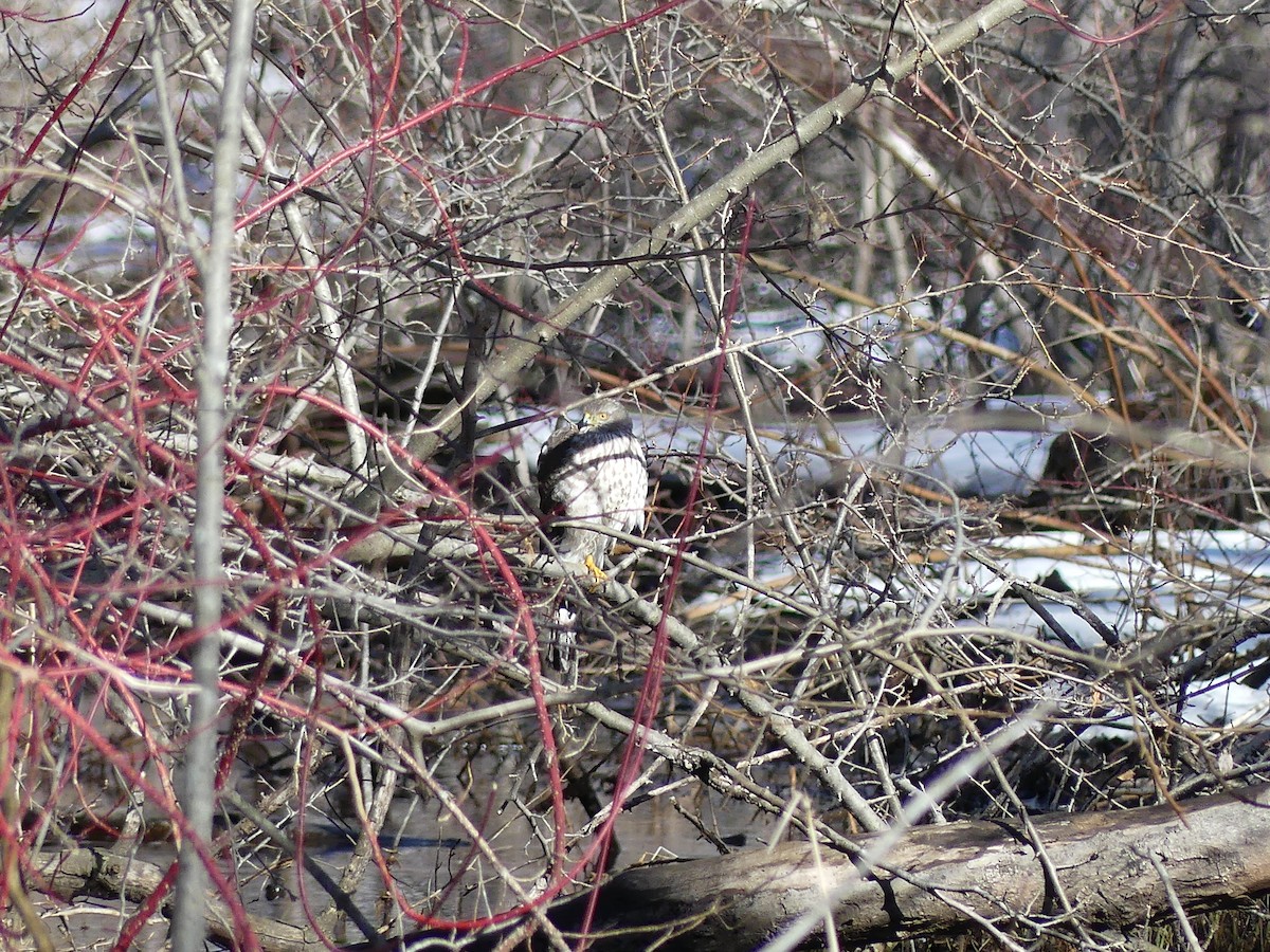 Sharp-shinned Hawk - ML631322854