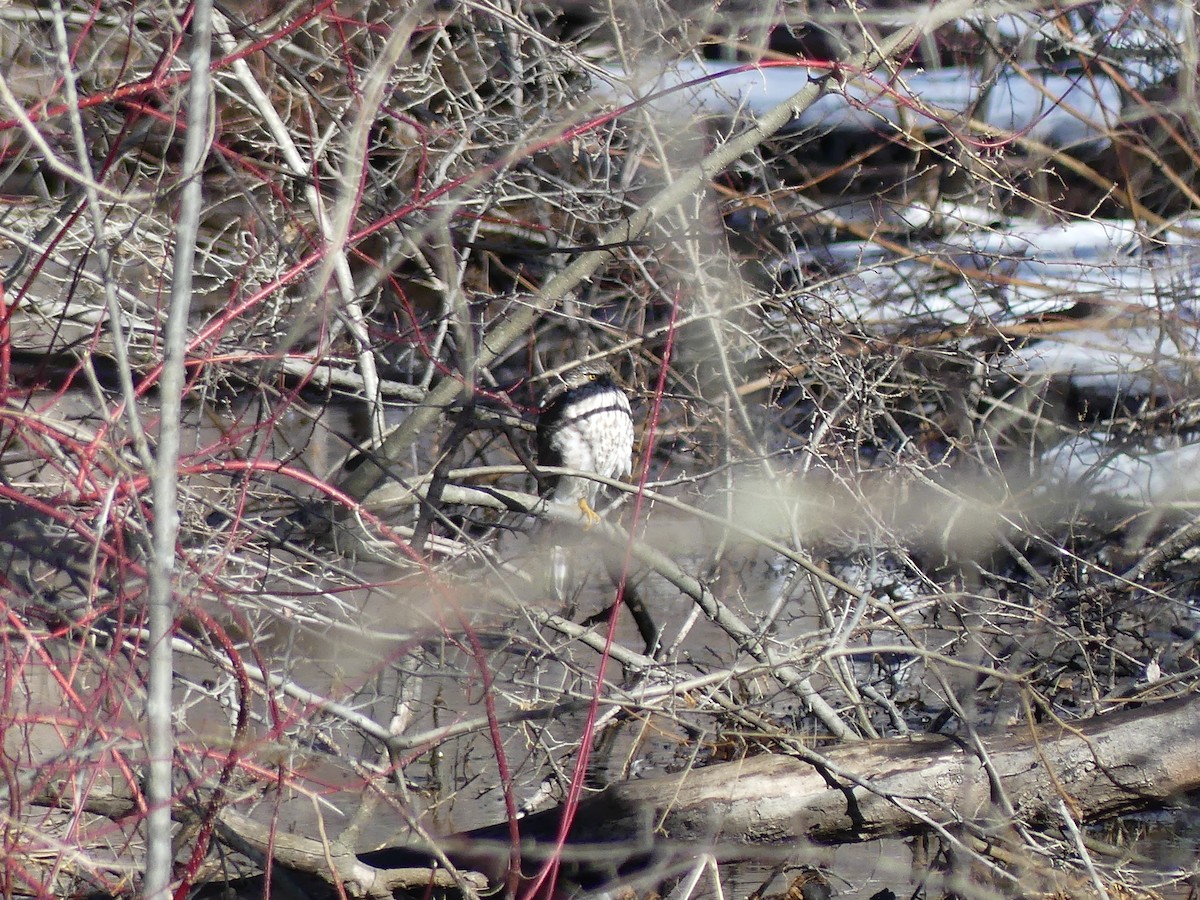 Sharp-shinned Hawk - ML631322855